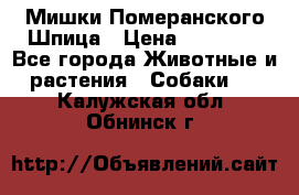 Мишки Померанского Шпица › Цена ­ 60 000 - Все города Животные и растения » Собаки   . Калужская обл.,Обнинск г.